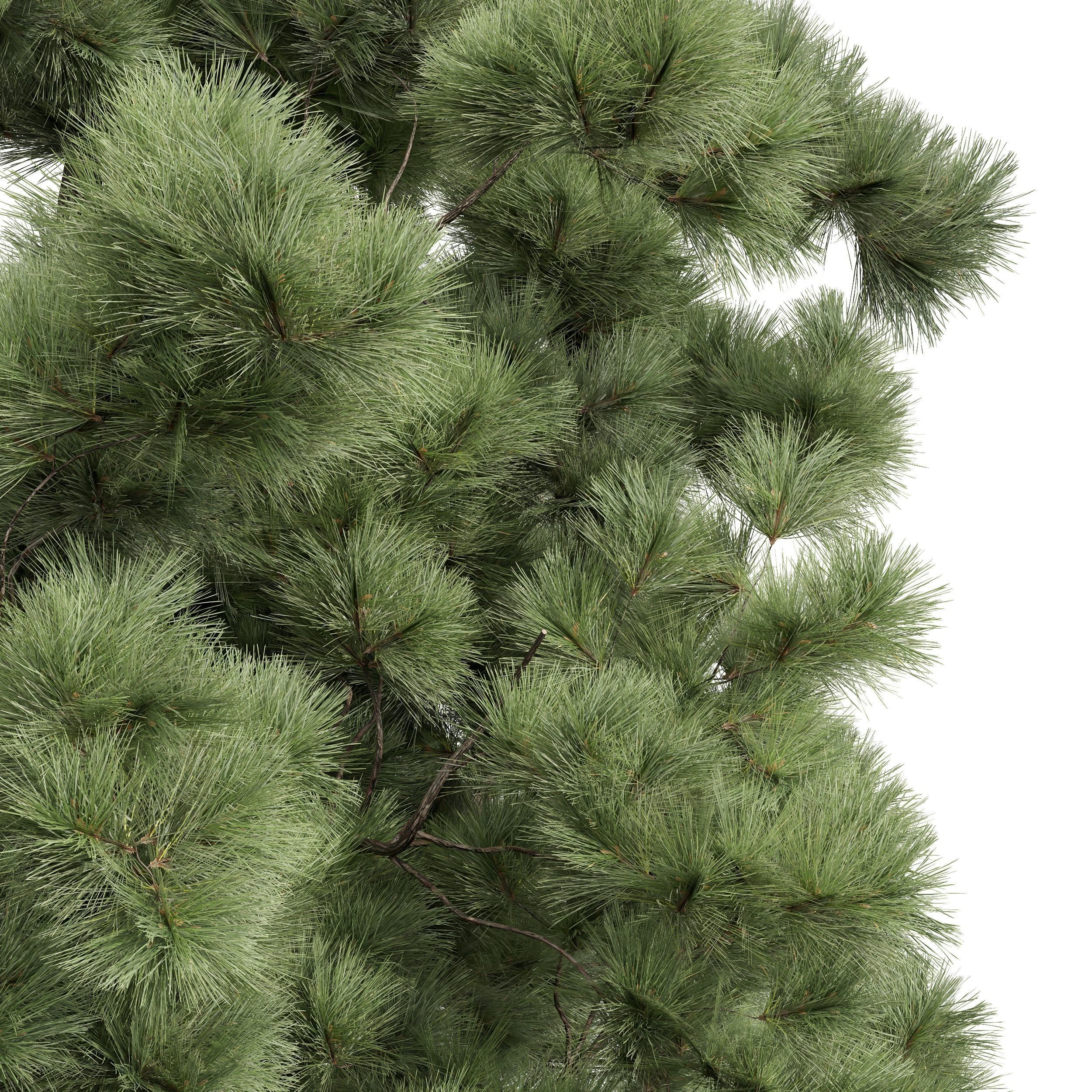 New Plant High detail Pinus Palustris 2 Tree 3D model_1