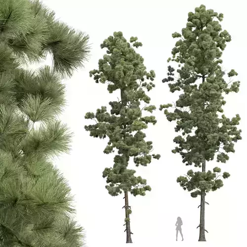 New Plant High detail Pinus Palustris 2 Tree 3D model