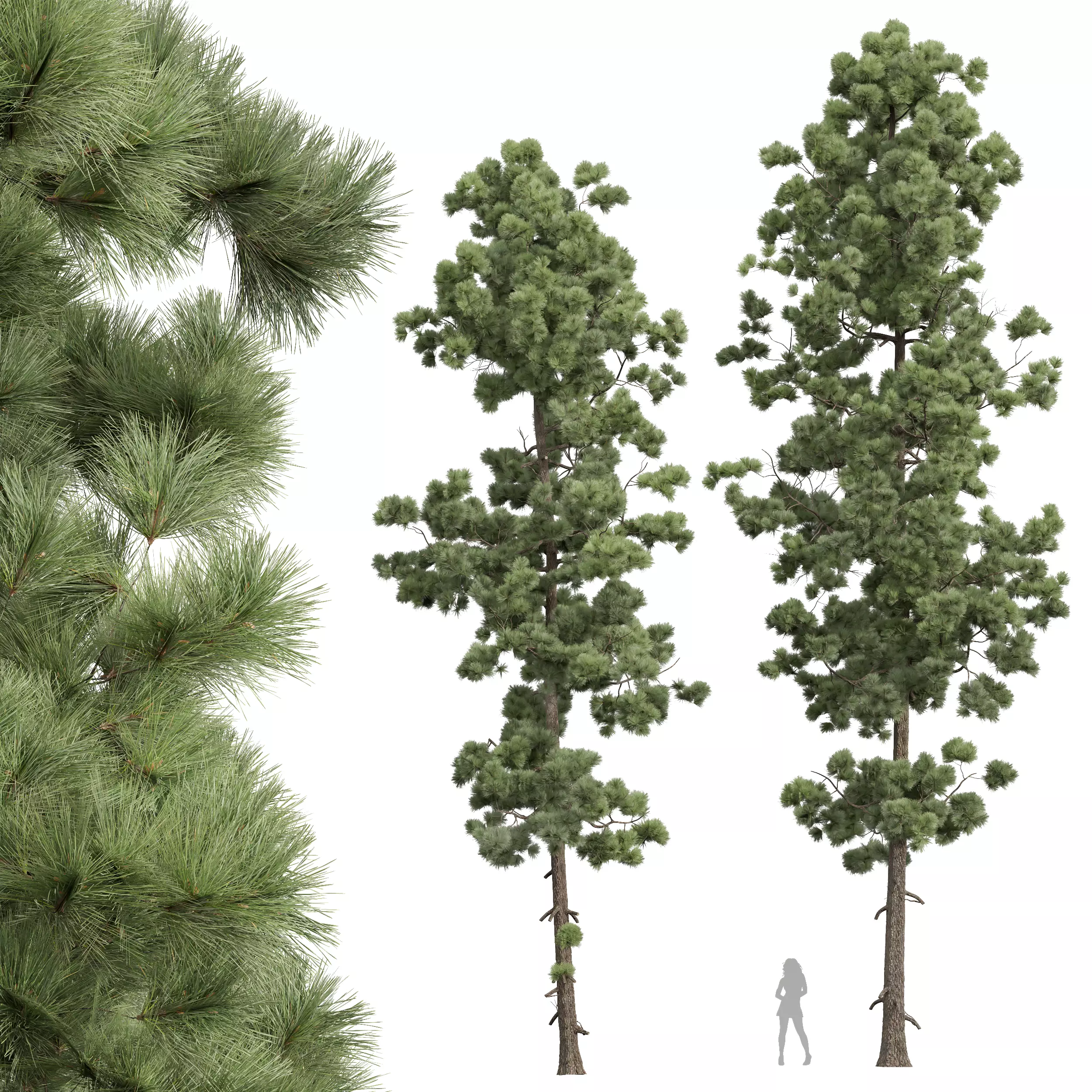 New Plant High detail Pinus Palustris 2 Tree 3D model_0