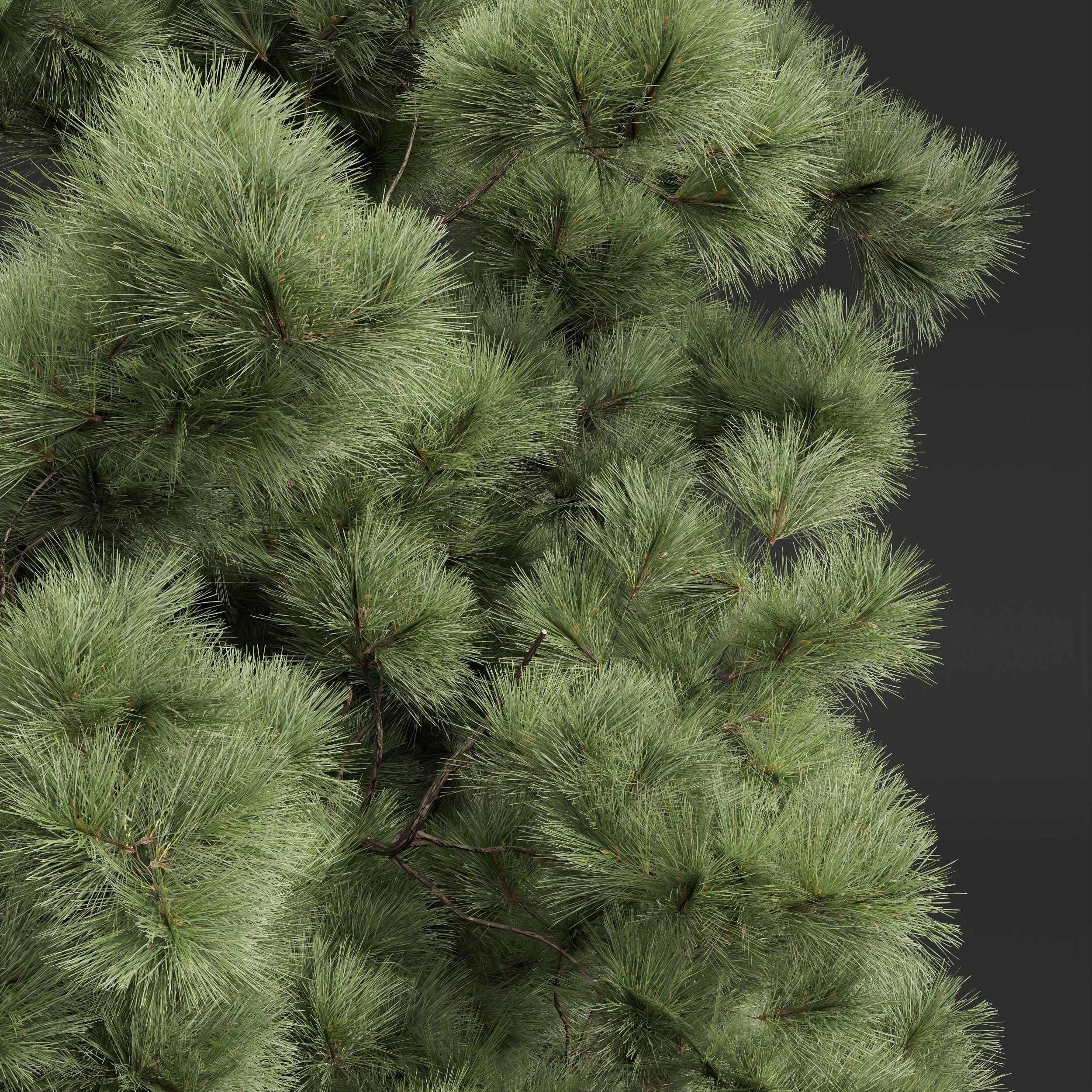 New Plant High detail Pinus Palustris 2 Tree 3D model_3