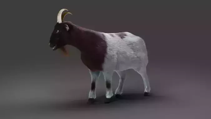 Fur Goat 03 Rigged in Blender