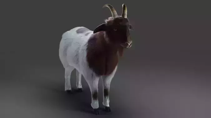 Fur Goat 03 NO Rigged in Blender Low-poly 3D model