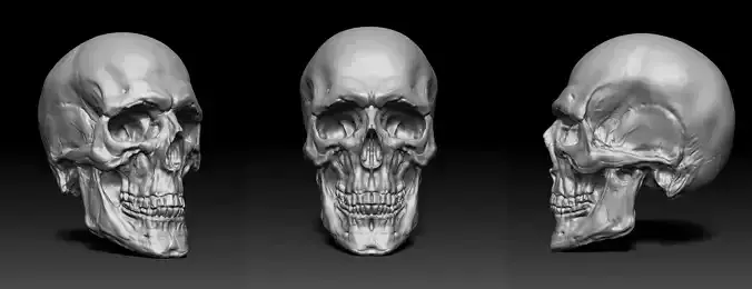 Skull human 3D model