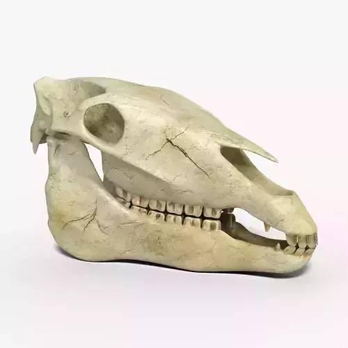 Horse skull