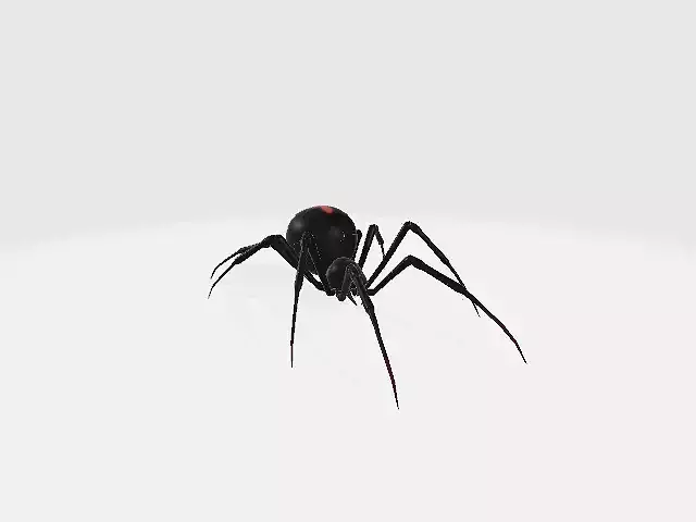 Spider widow
