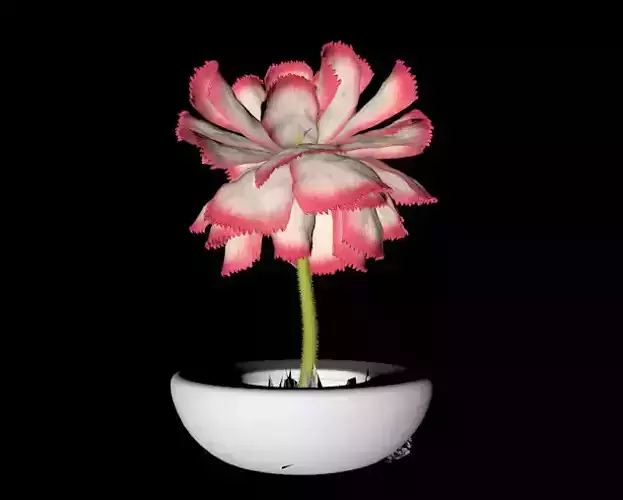 potting flower in bowl