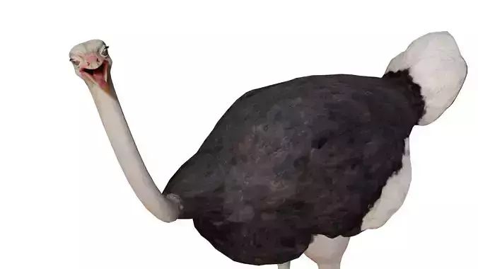 Ostrich 3D Model Low-poly 3D model