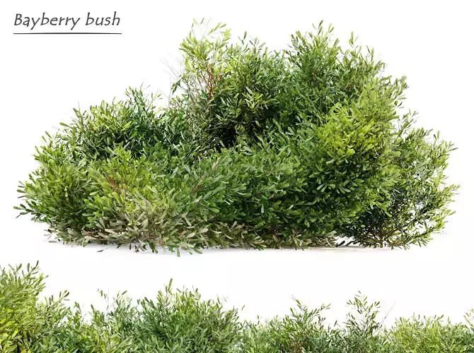 Bayberry bush