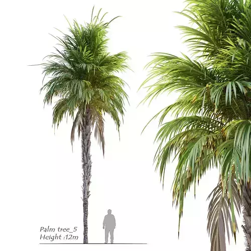 Palm Tree 5