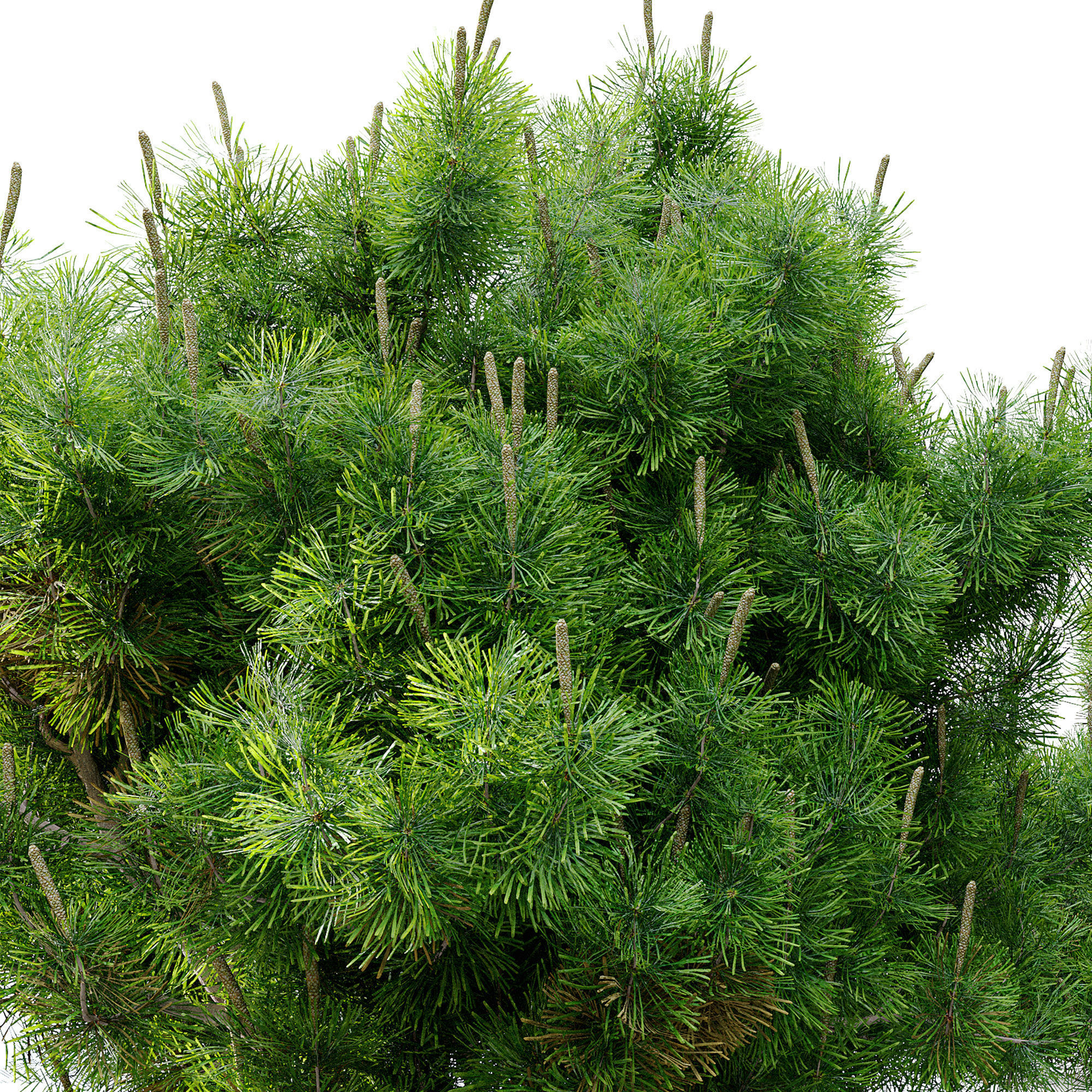 Mugo pine 3D model_3