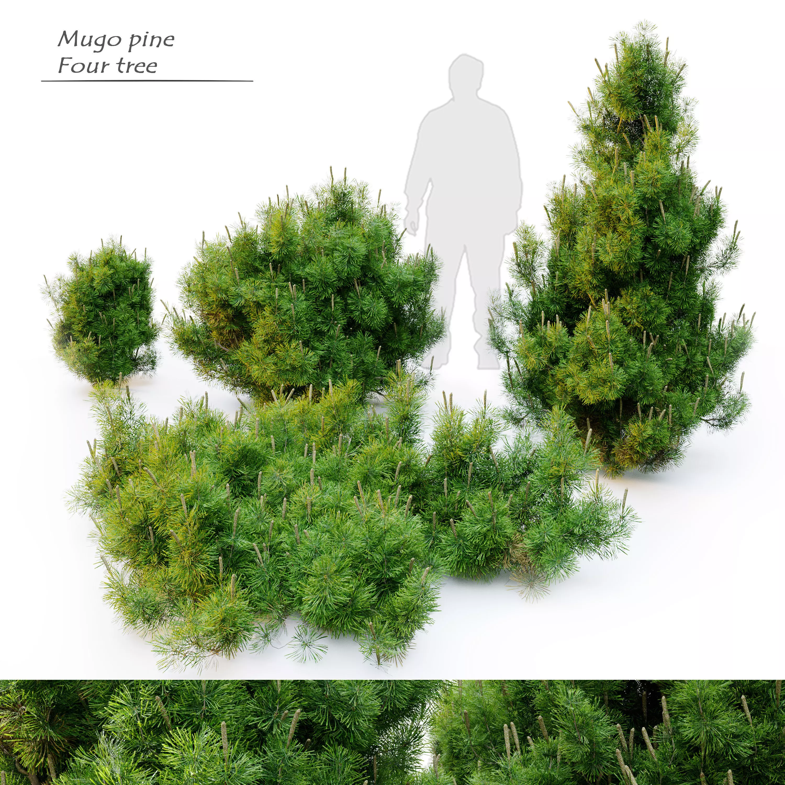 Mugo pine 3D model_0