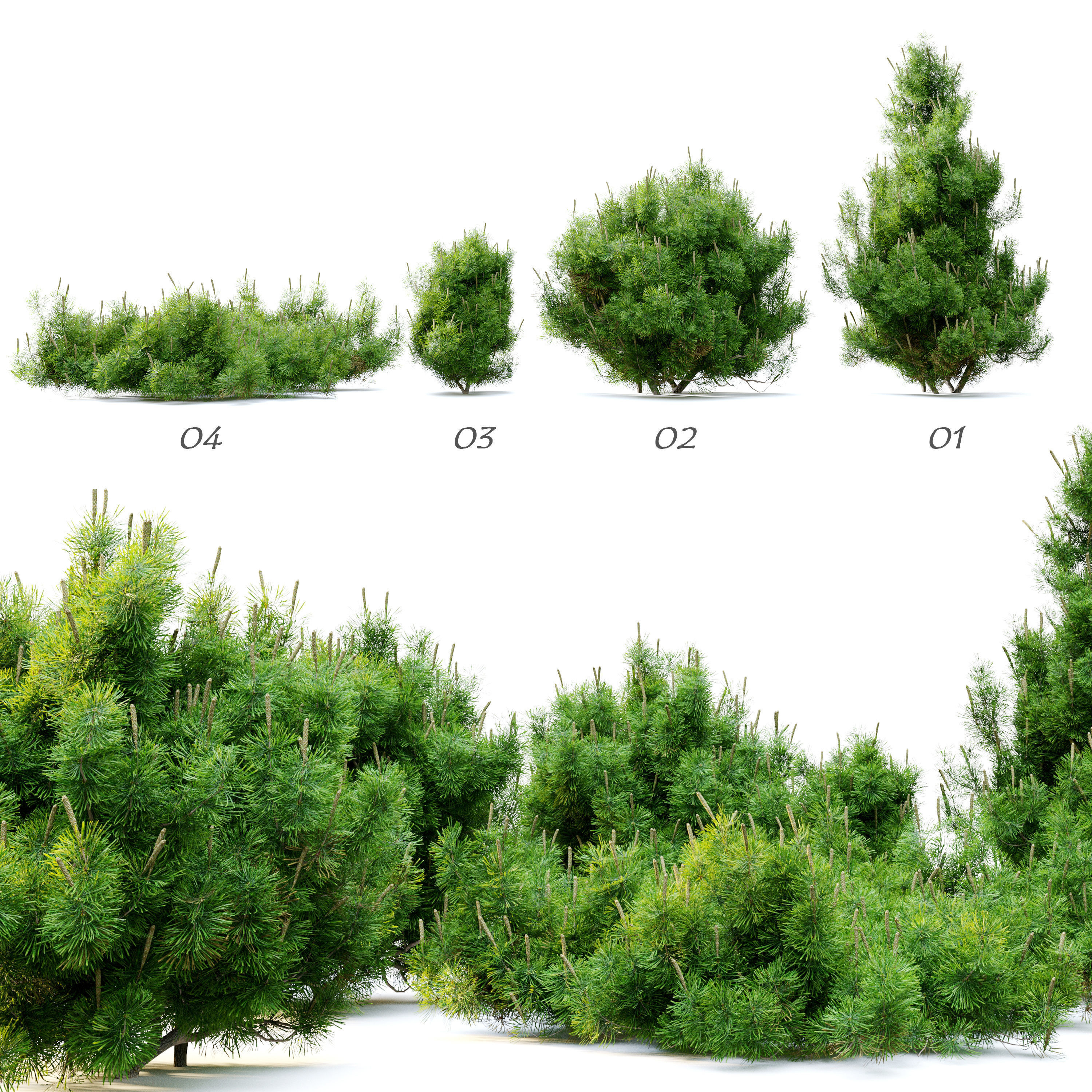 Mugo pine 3D model_1