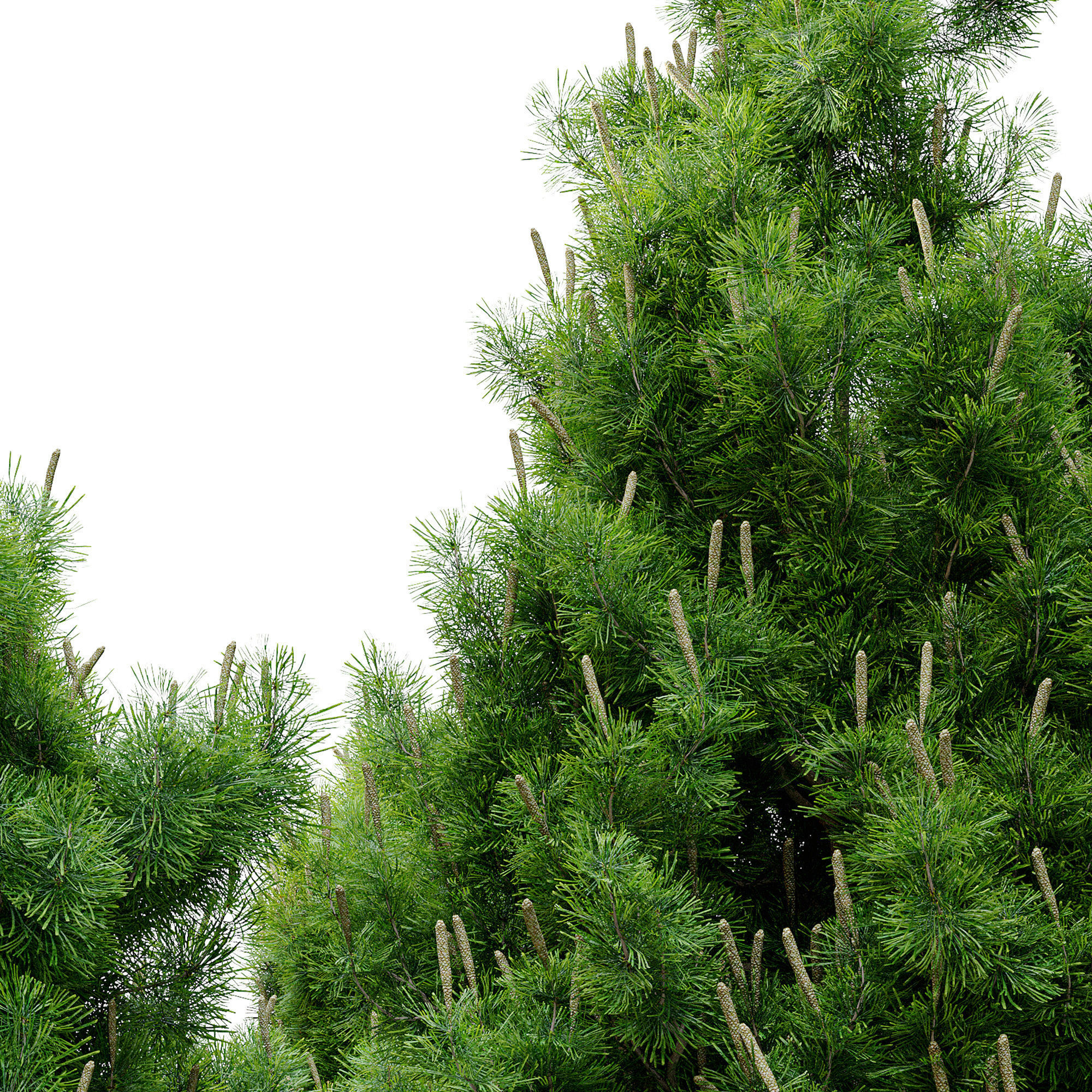 Mugo pine 3D model_4