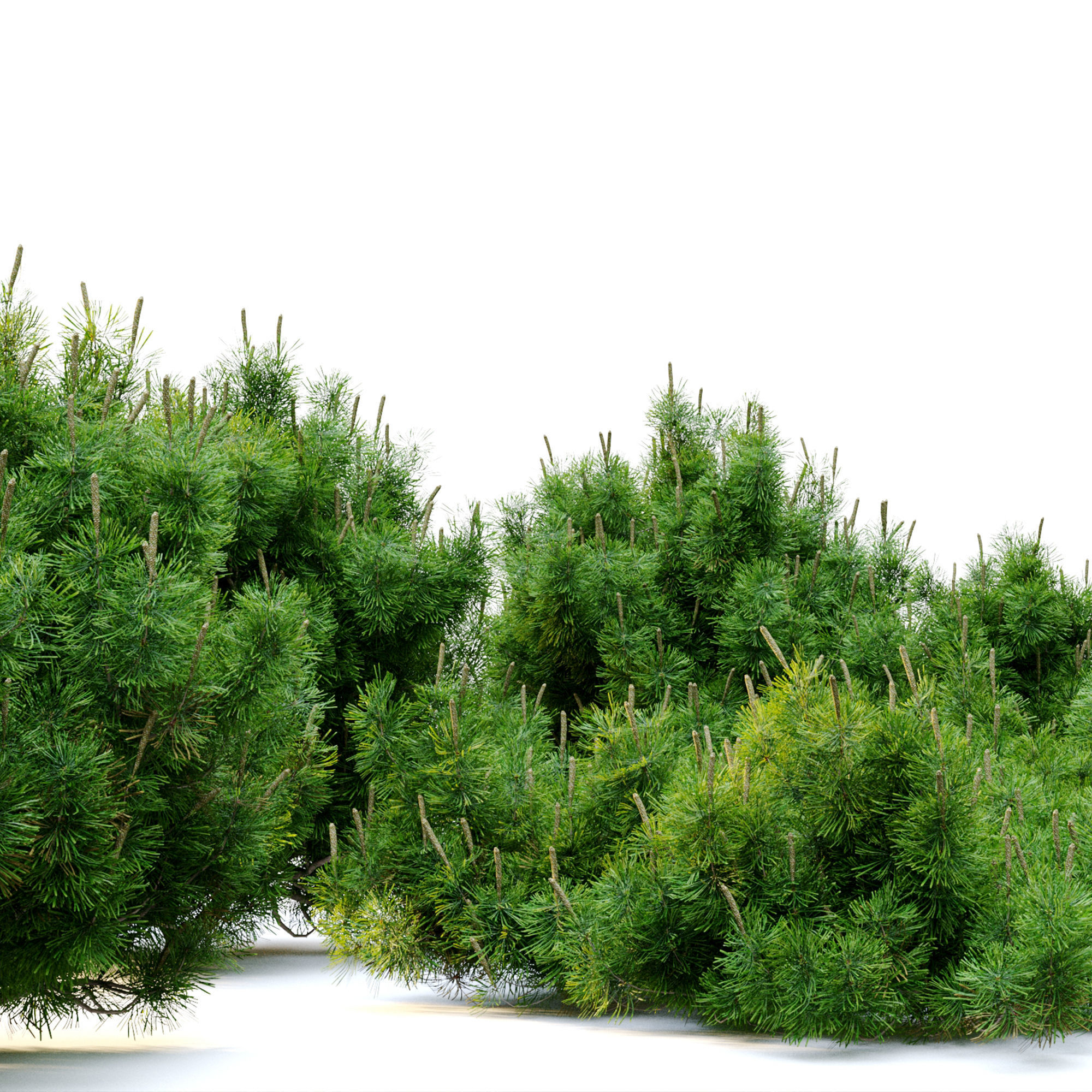 Mugo pine 3D model_5