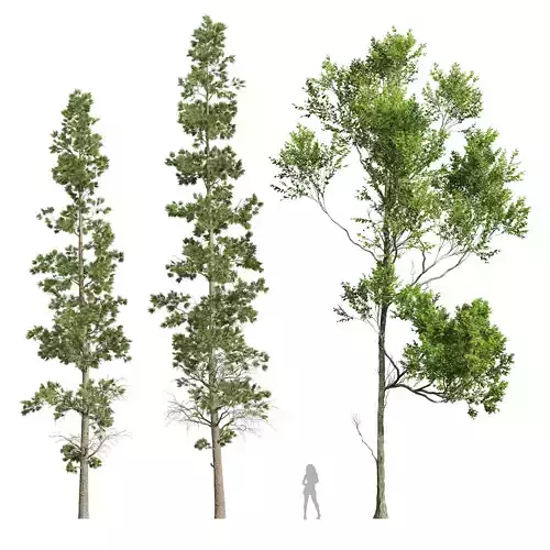 Fagus Grandifolia and Sphaeropteris Lepifera