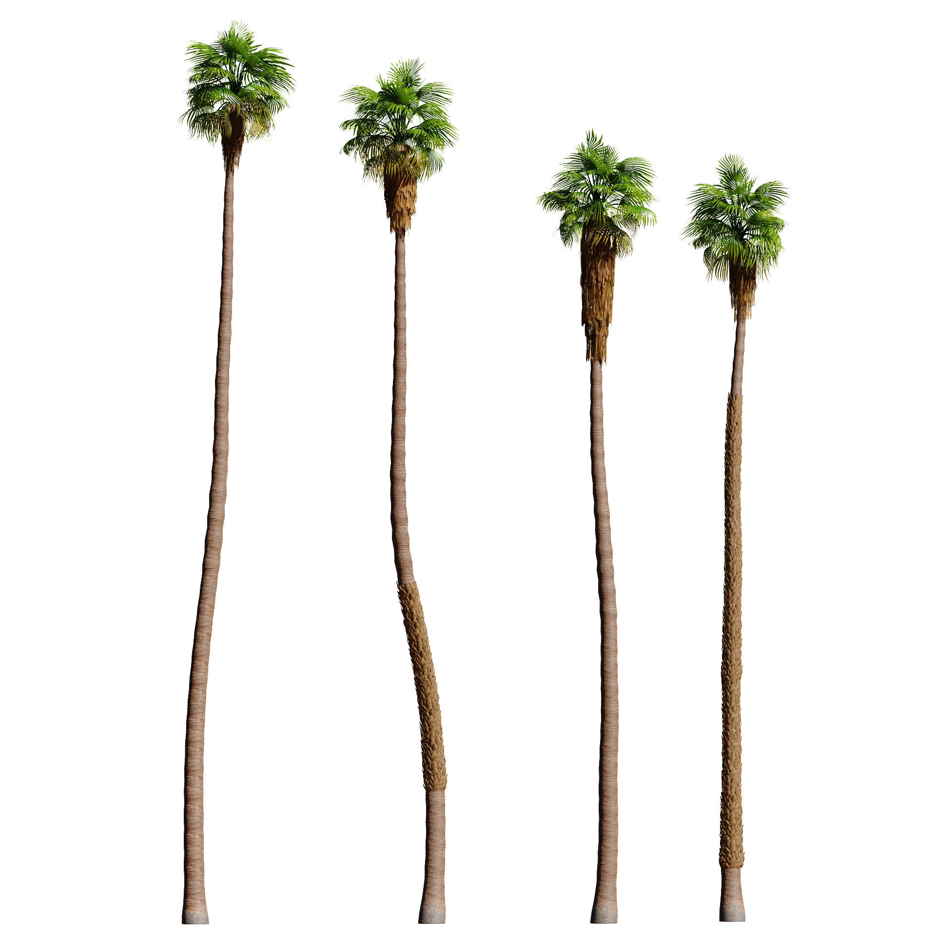 California fan palm trees Washingtonia Robusta 3D model_2