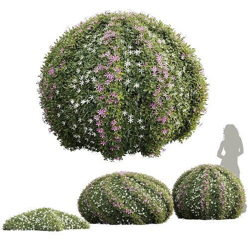 New Plant Cuphea Hookeriana Carthagenensis Decorative01 3D model