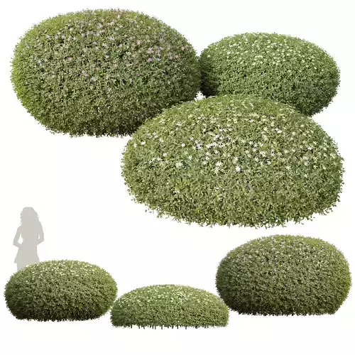 New Plant Cuphea Hookeriana Carthagenensis 3D model