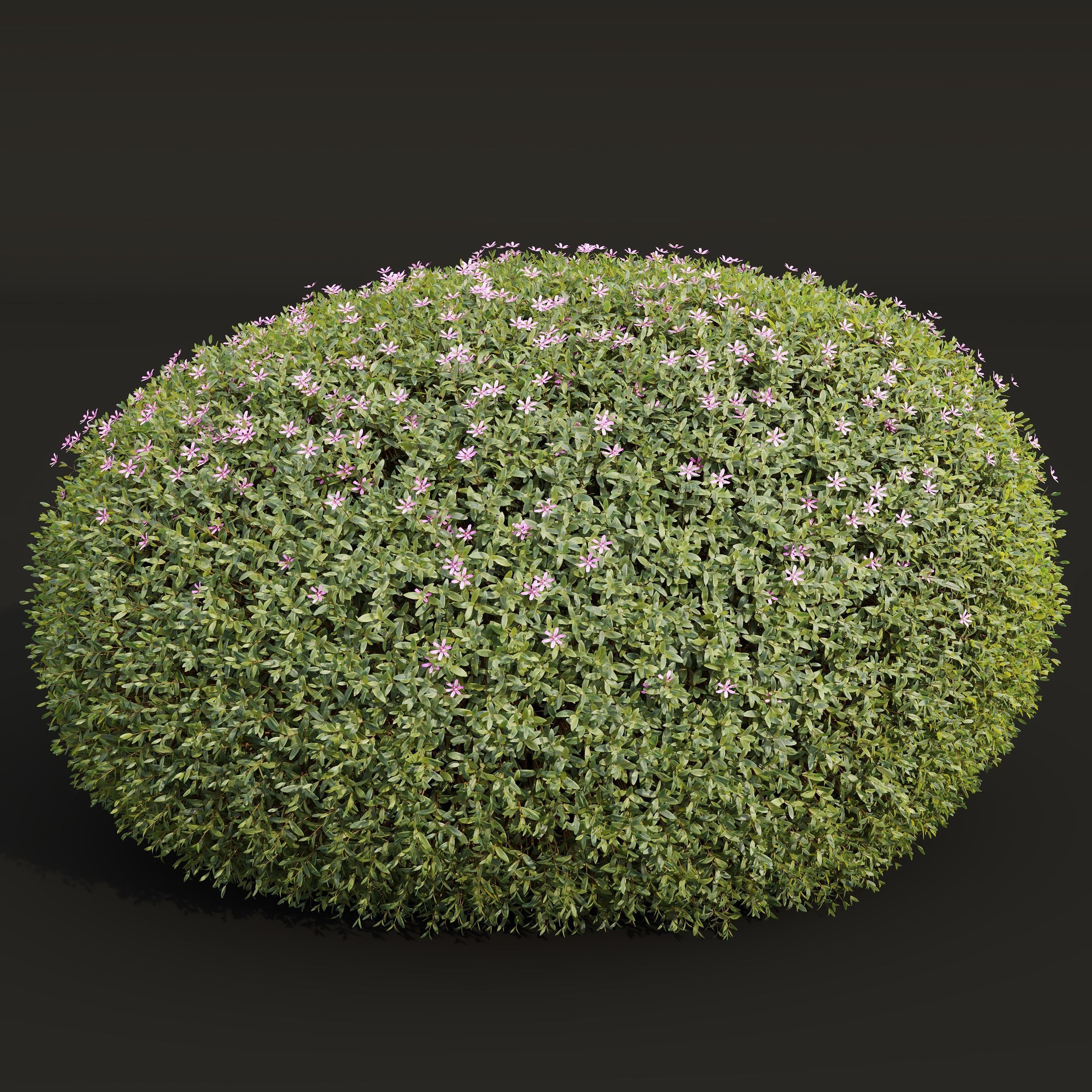New Plant Cuphea Hookeriana Carthagenensis 3D model CGTrader