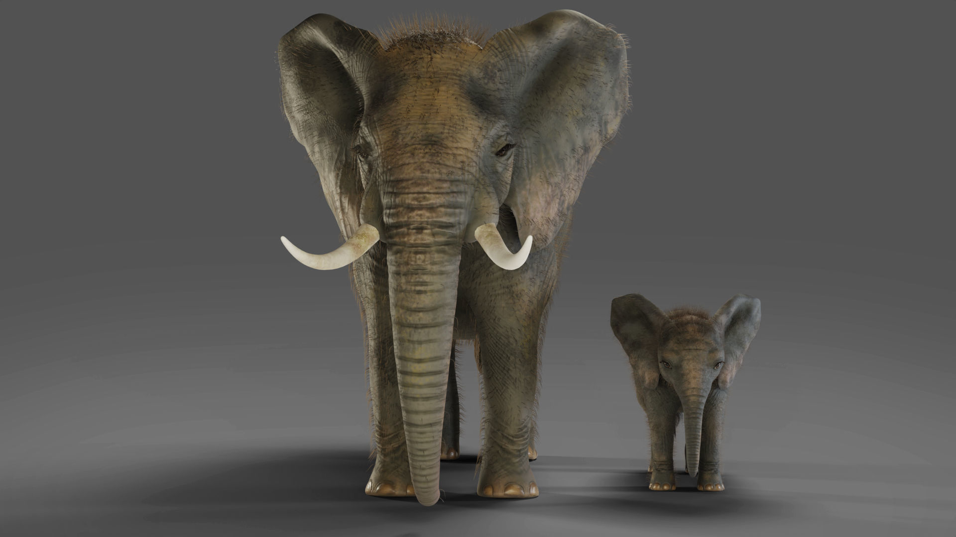 Fur Elephant and Baby Elephant NO Rigged in Blender Low-poly 3D model_1