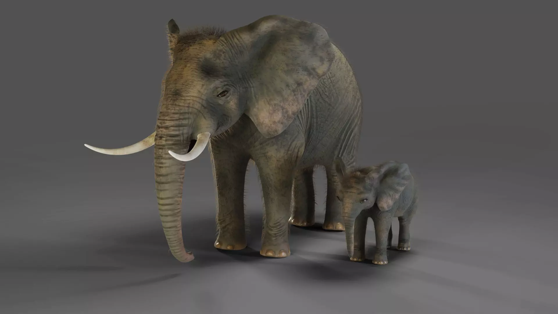 Fur Elephant and Baby Elephant NO Rigged in Blender Low-poly 3D model_0