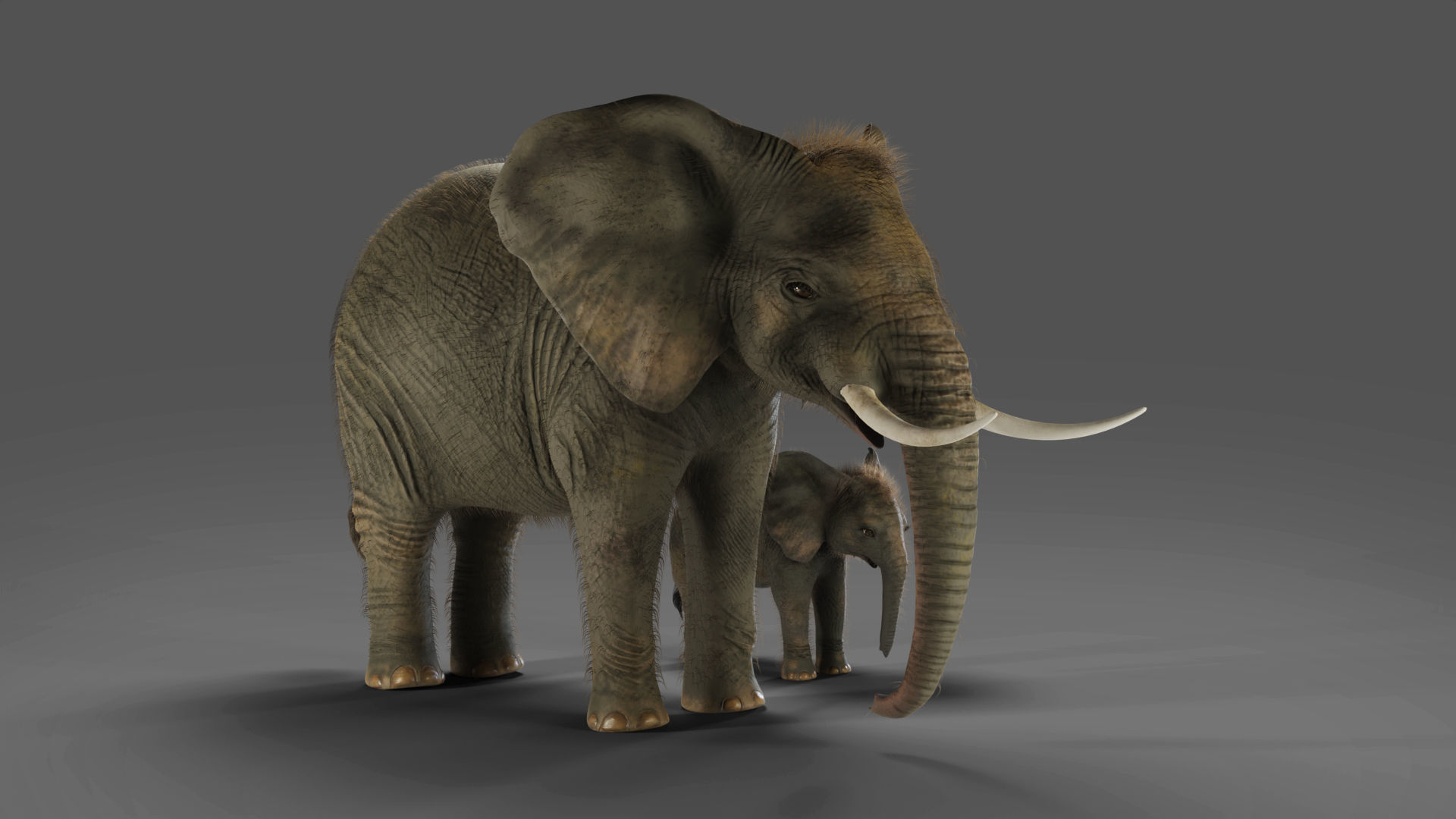 Fur Elephant and Baby Elephant NO Rigged in Blender Low-poly 3D model_4