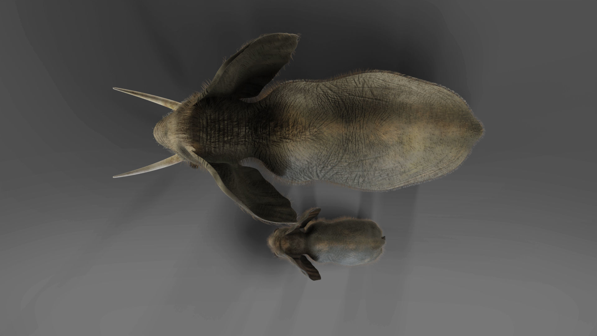 Fur Elephant and Baby Elephant NO Rigged in Blender Low-poly 3D model_2