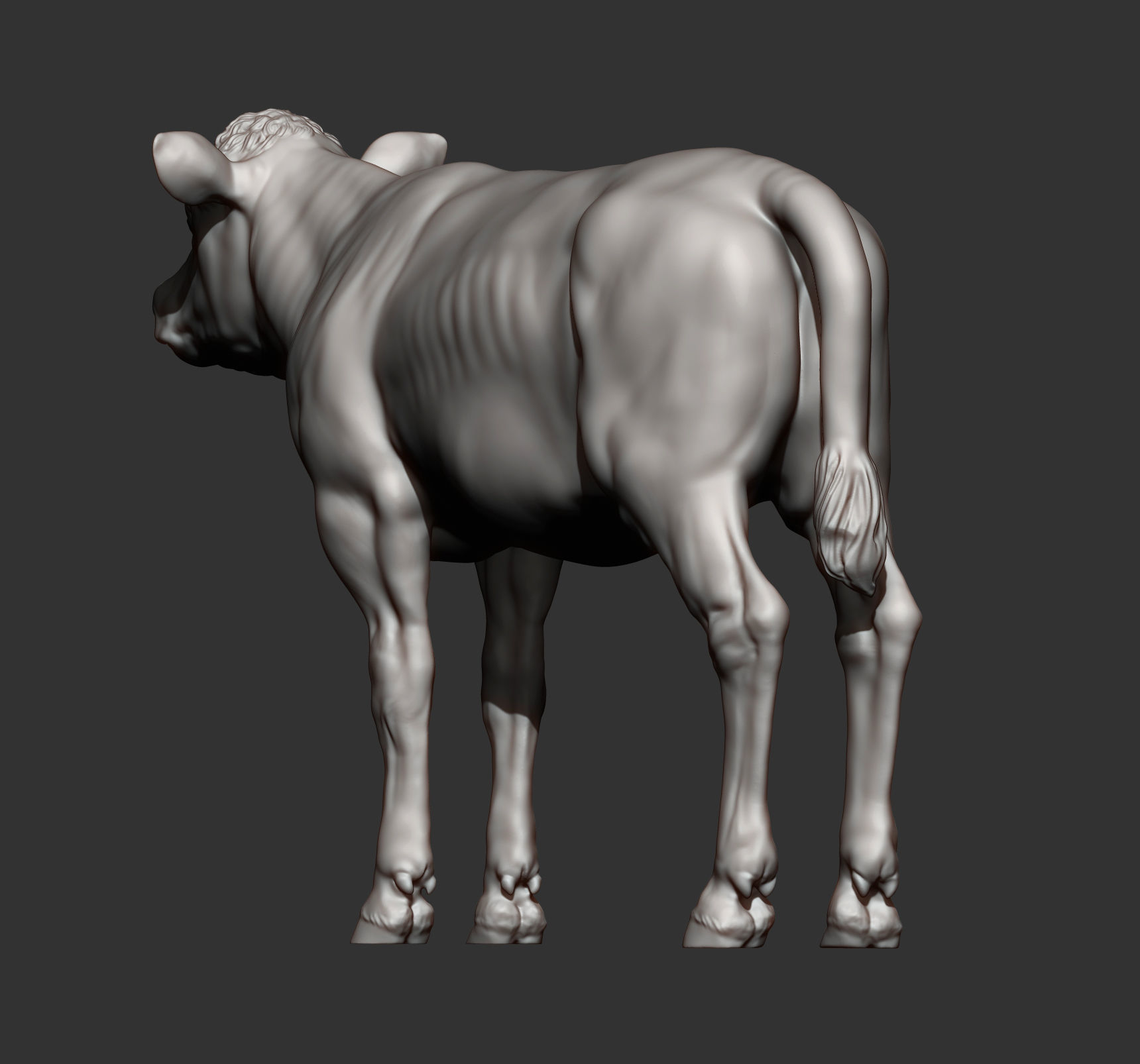 Calf 3D print model cow 3D print model_7