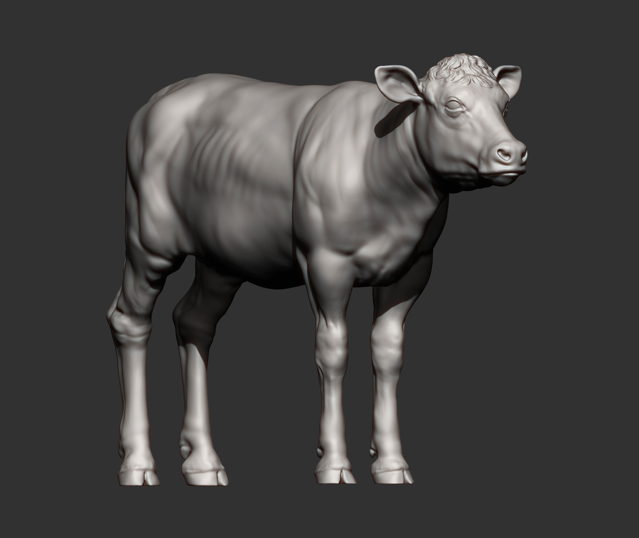 Calf 3D print model cow 3D print model_6