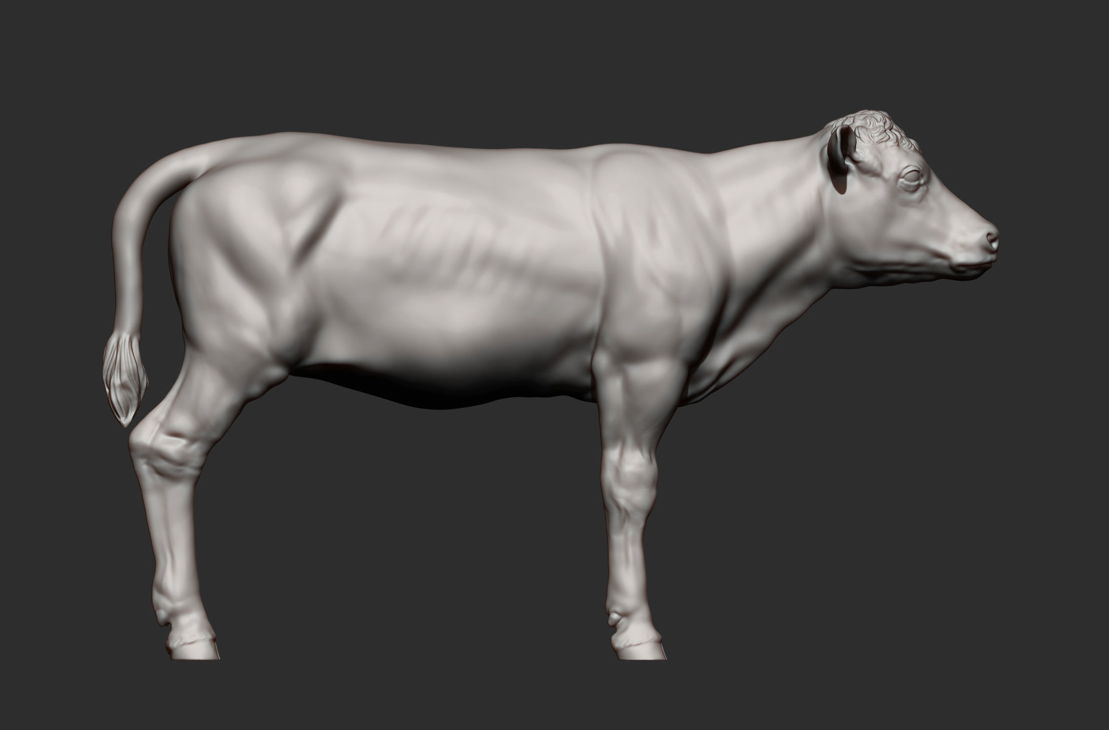 Calf 3D print model cow 3D print model_5