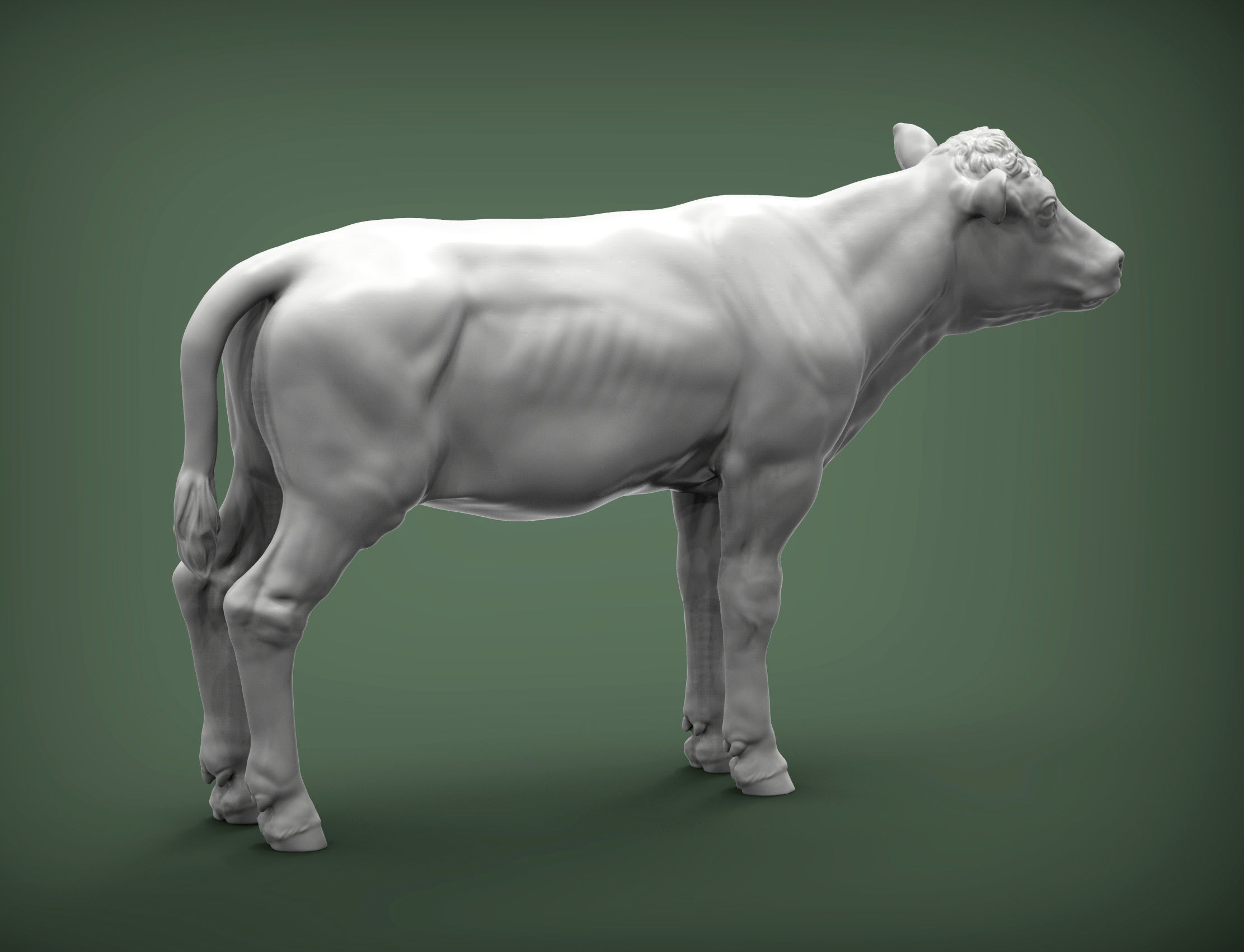 Calf 3D print model cow 3D print model_3