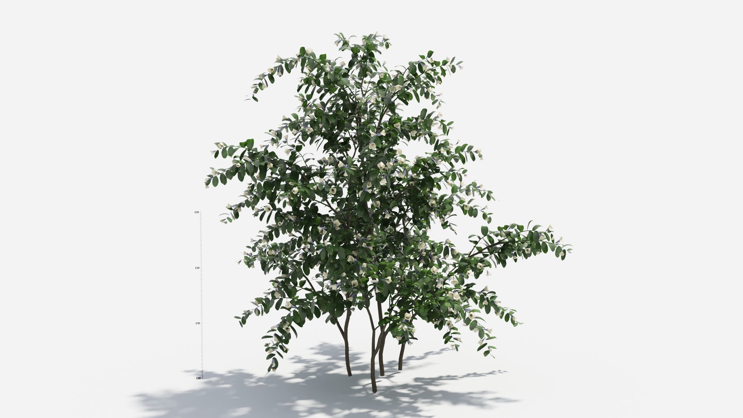 Sophora eucalyptus tree 3D model_1