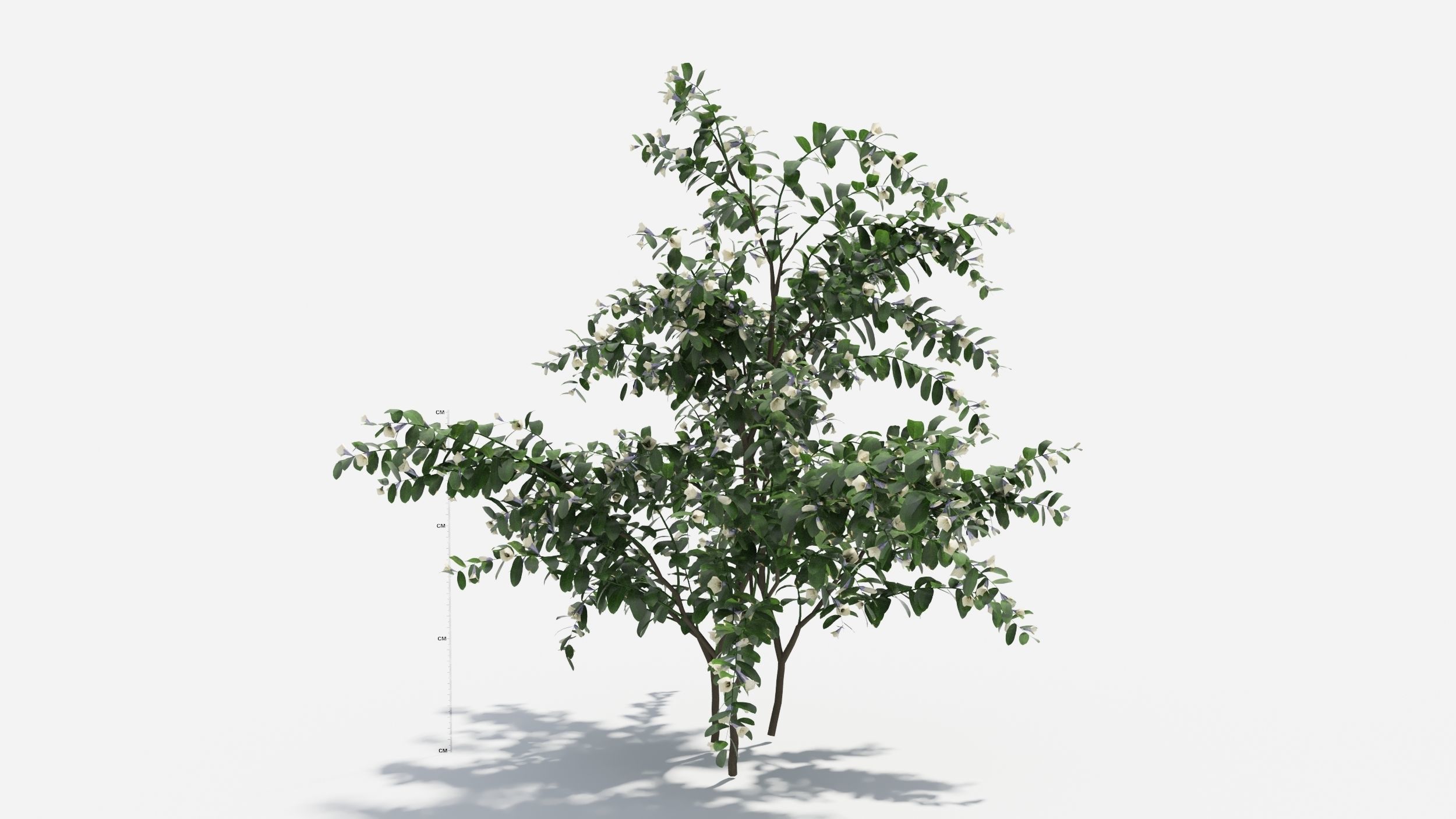 Sophora eucalyptus tree 3D model_2