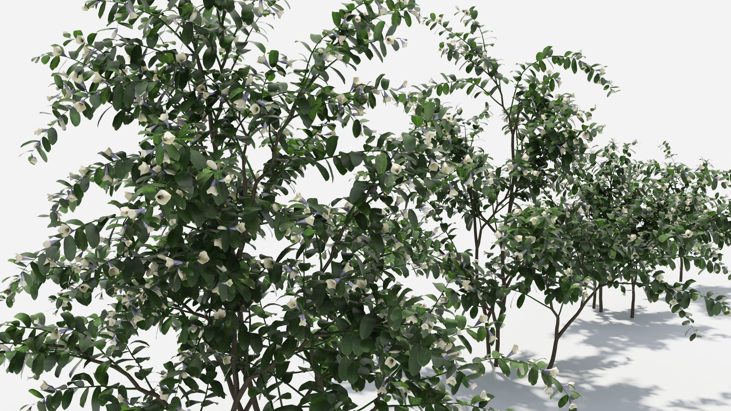 Sophora eucalyptus tree 3D model_6
