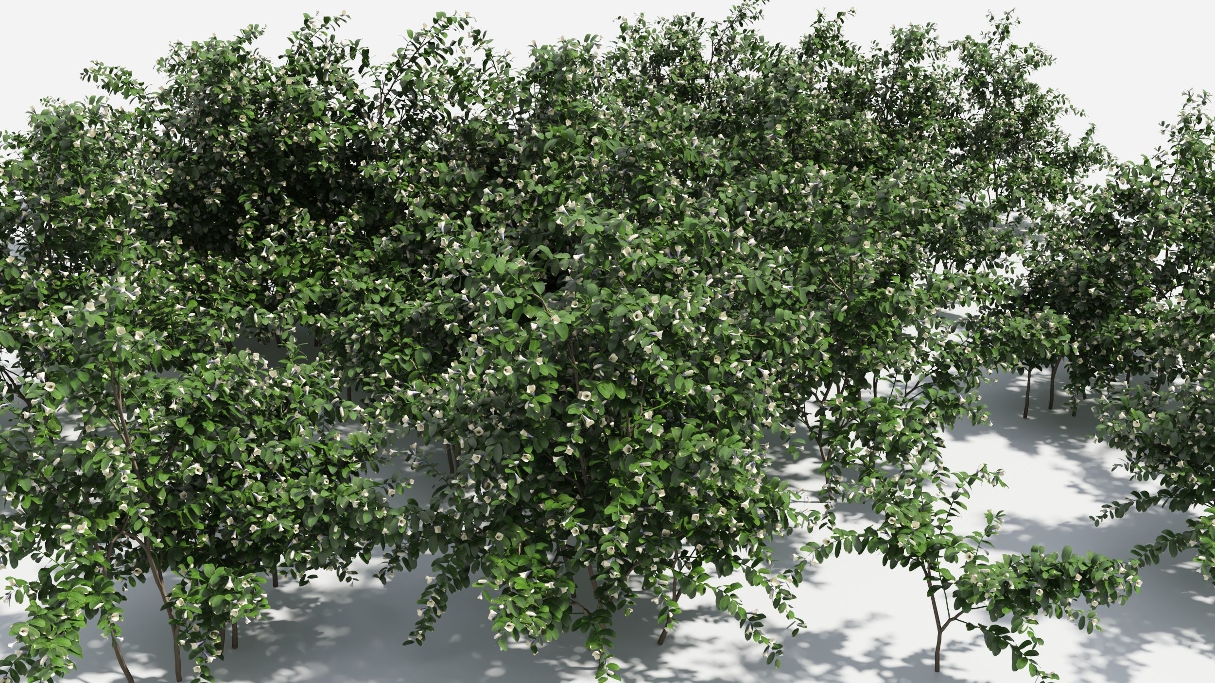 Sophora eucalyptus tree 3D model_7