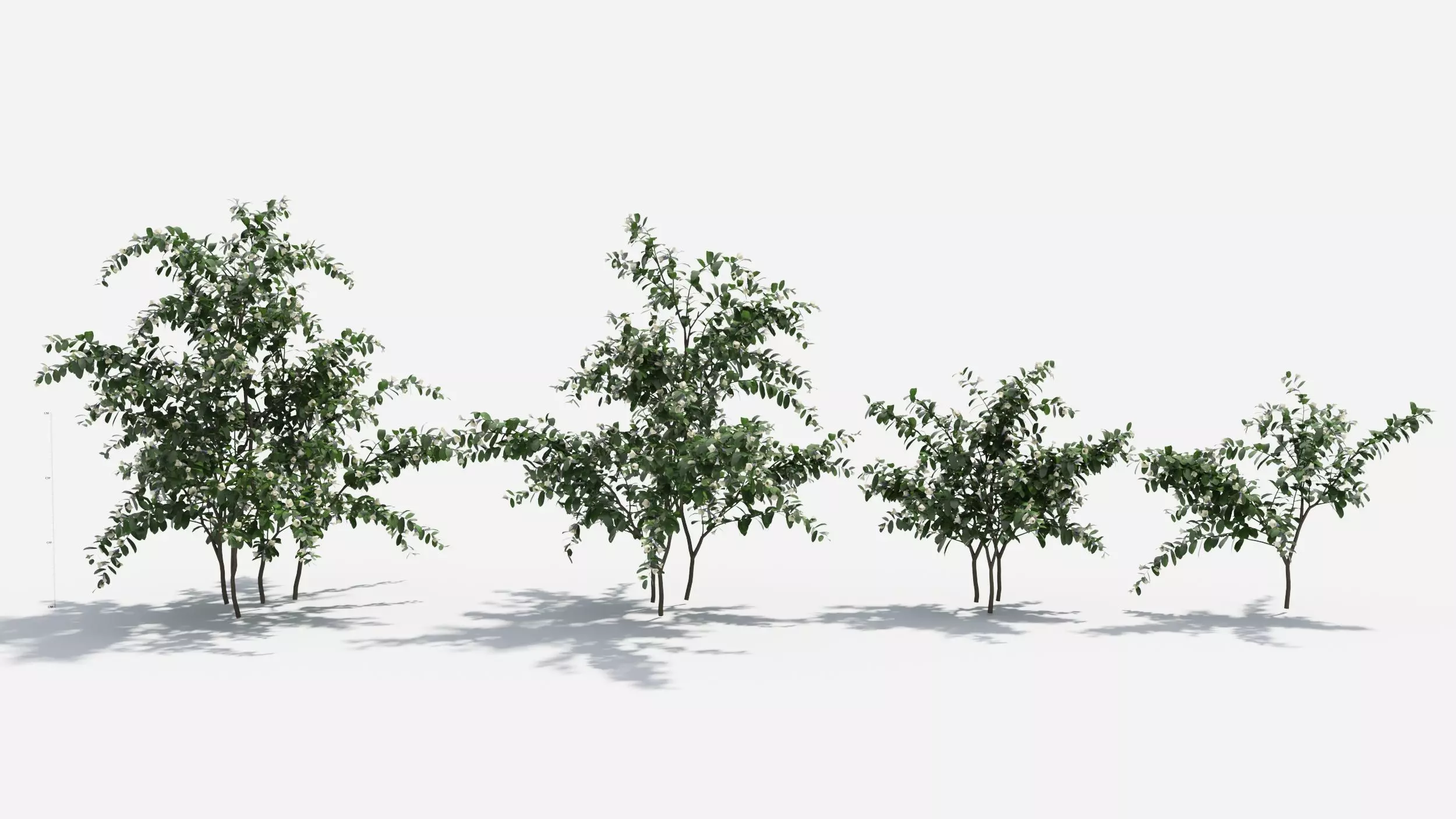 Sophora eucalyptus tree 3D model_0