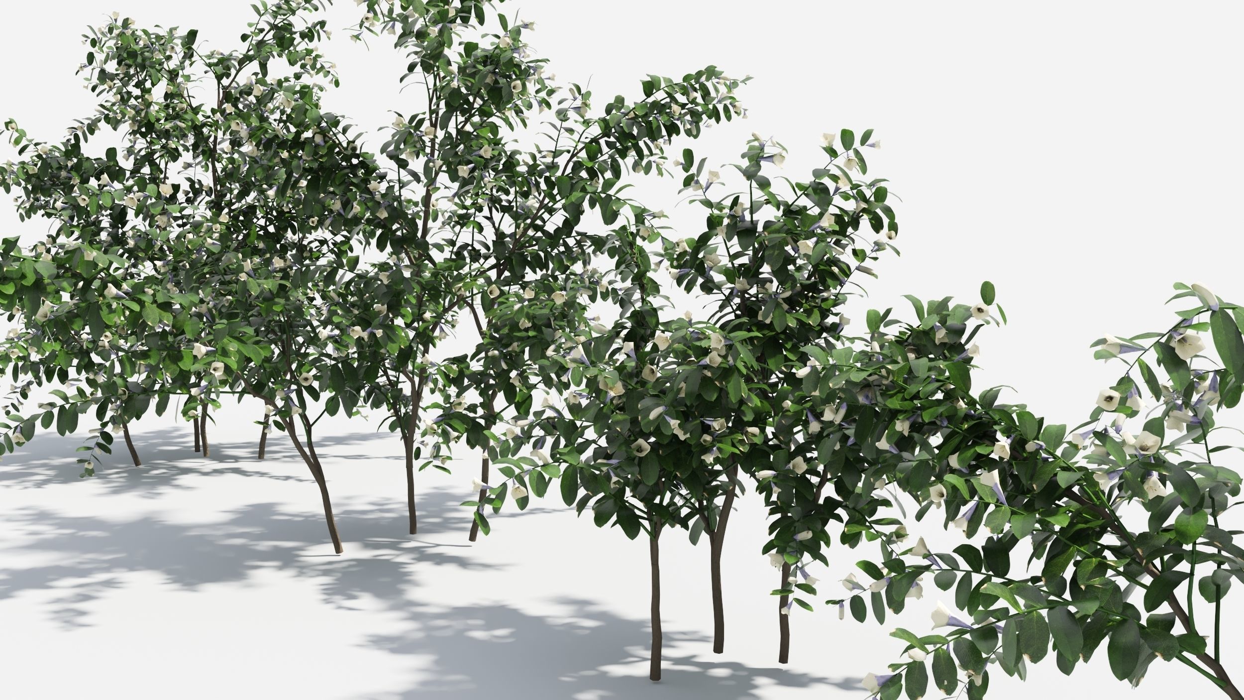 Sophora eucalyptus tree 3D model_5