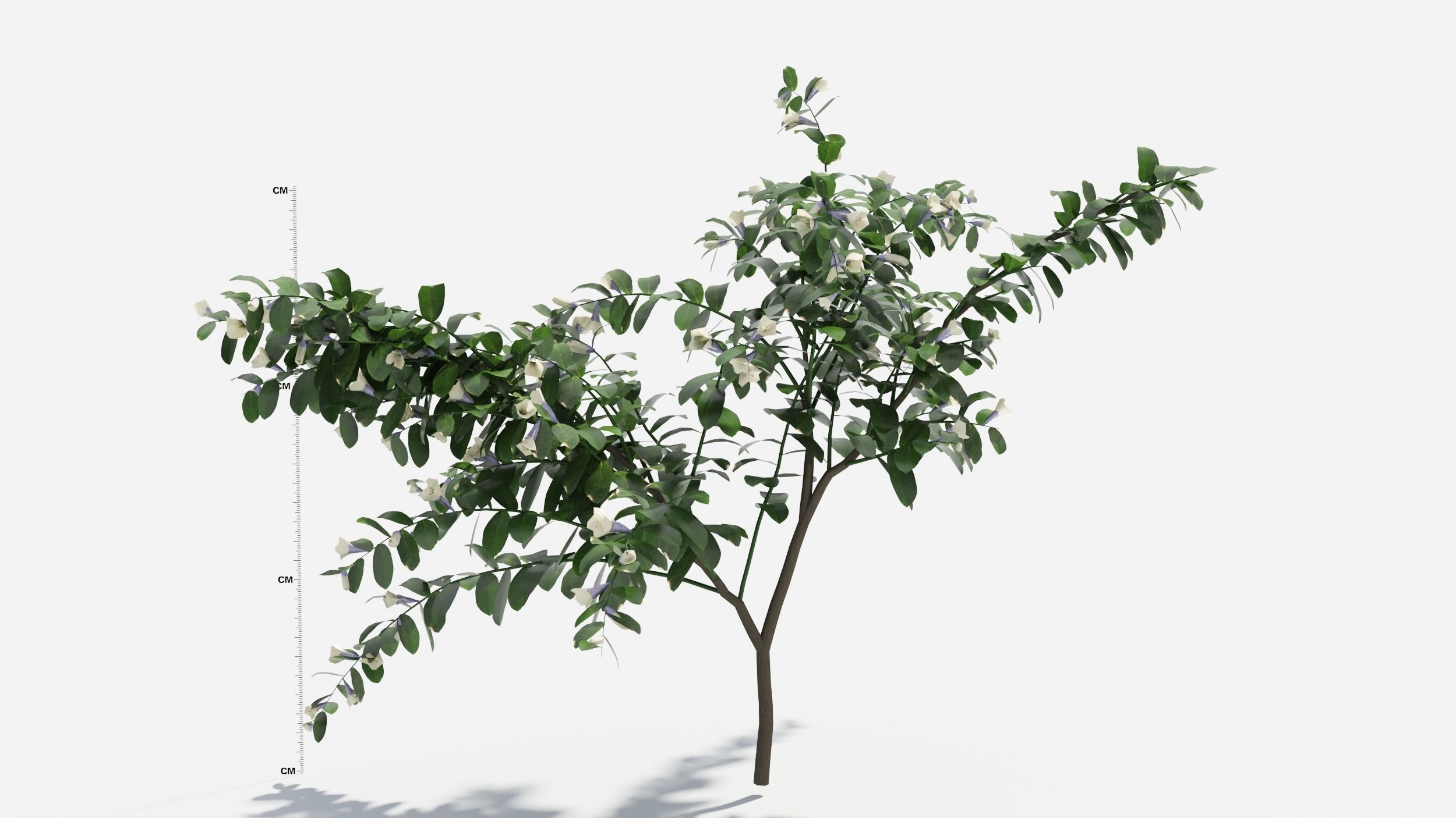 Sophora eucalyptus tree 3D model_4