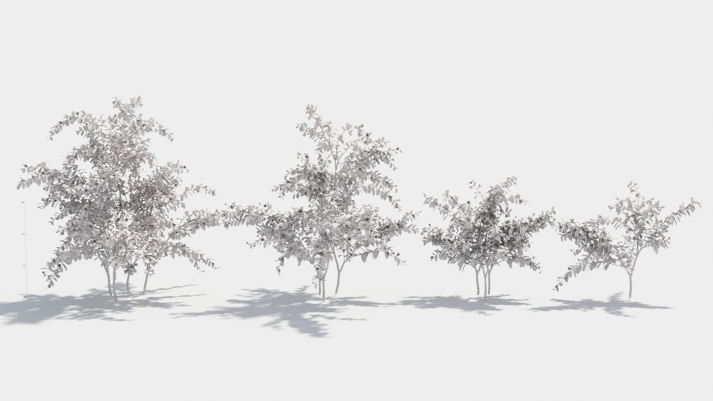 Sophora eucalyptus tree 3D model_9