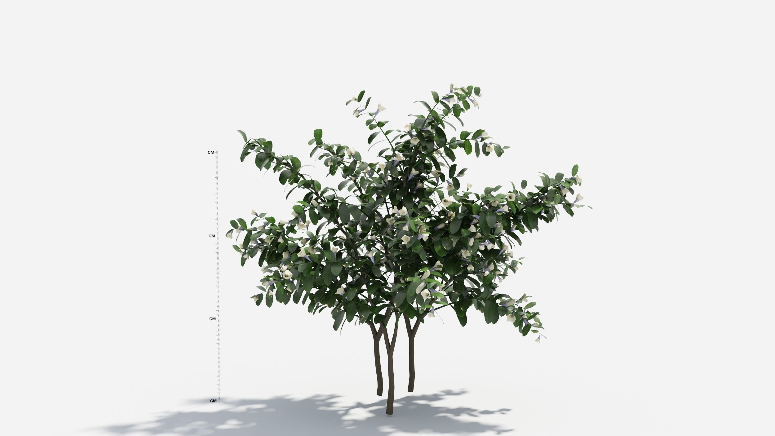 Sophora eucalyptus tree 3D model_3