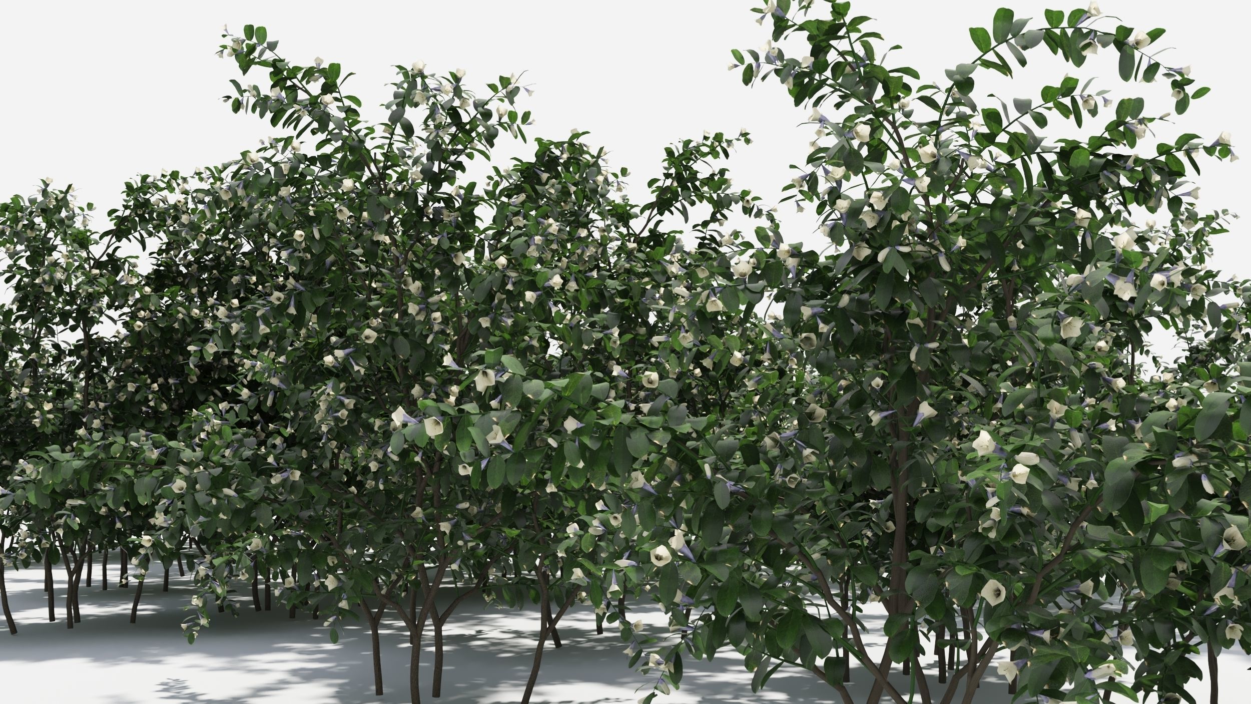 Sophora eucalyptus tree 3D model_8