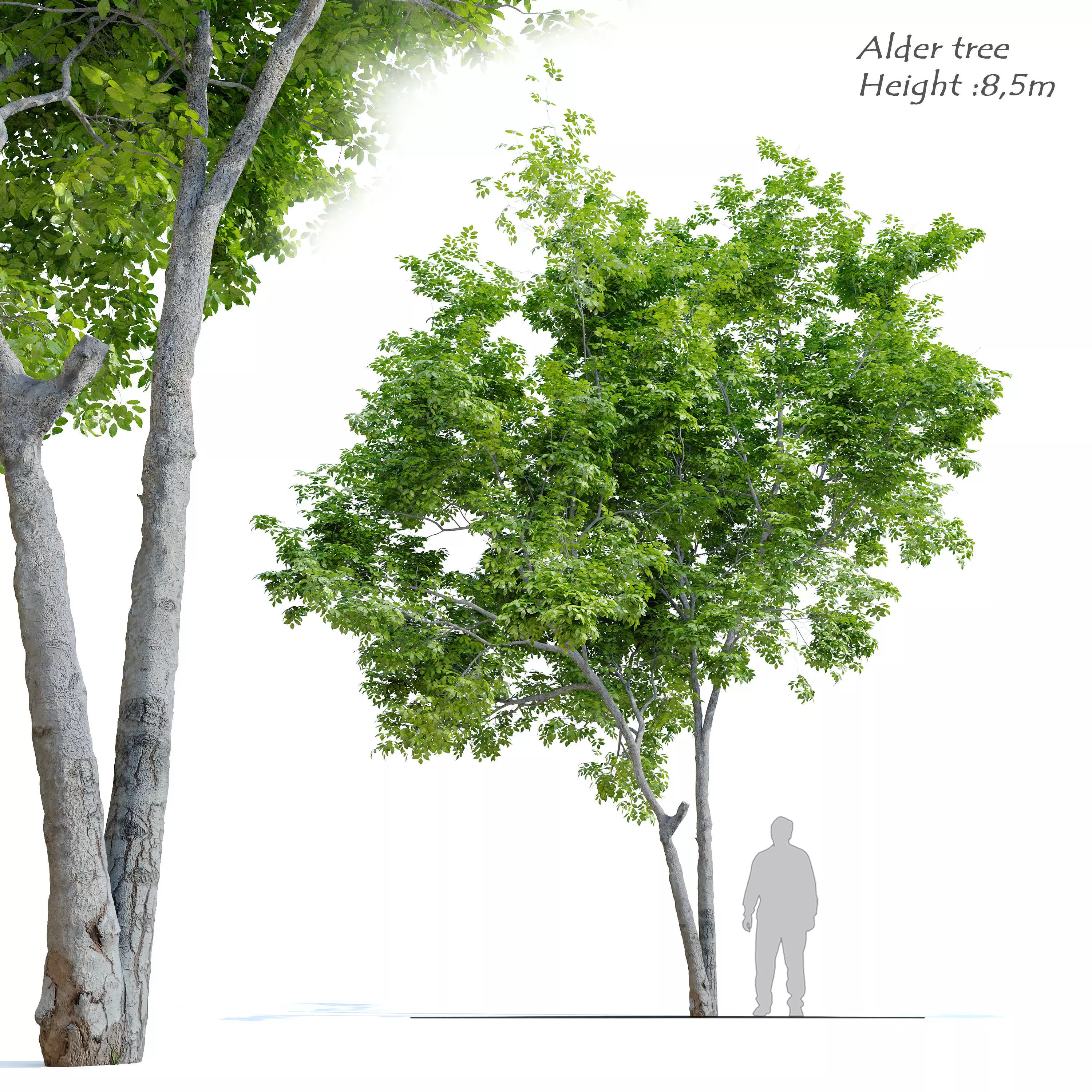 Red Alder 3D model_0