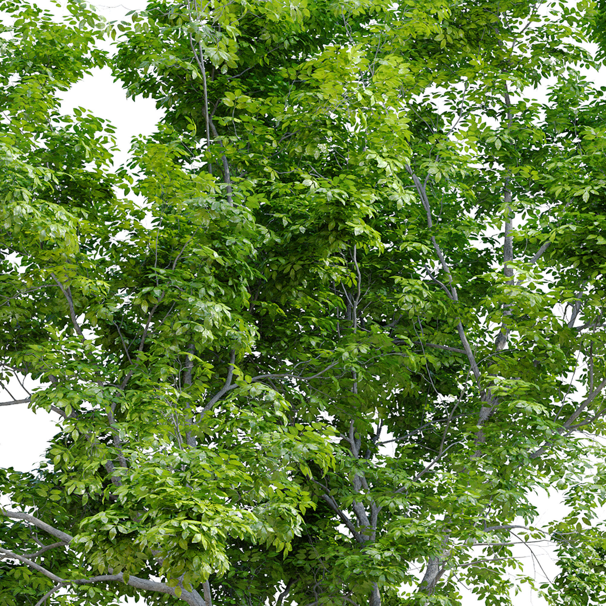 Red Alder 3D model_4