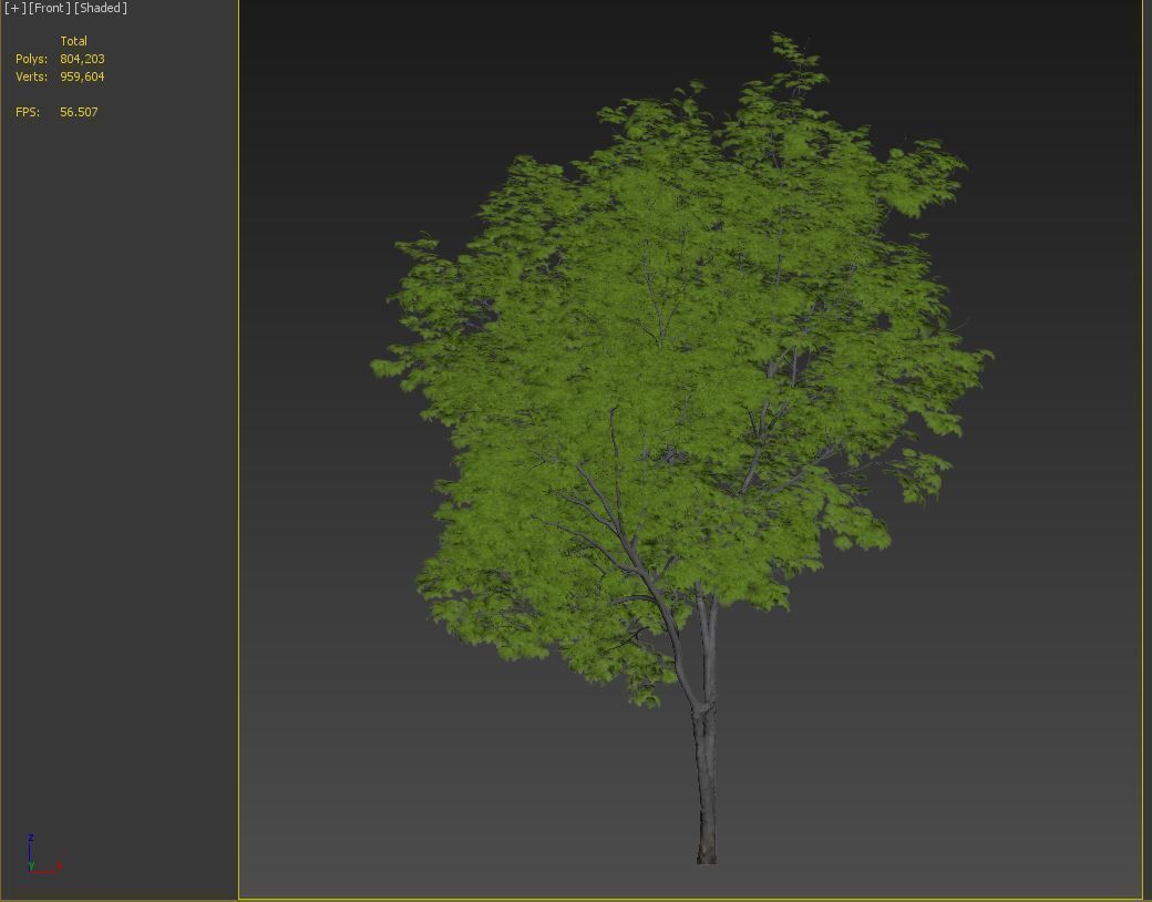 Red Alder 3D model_7