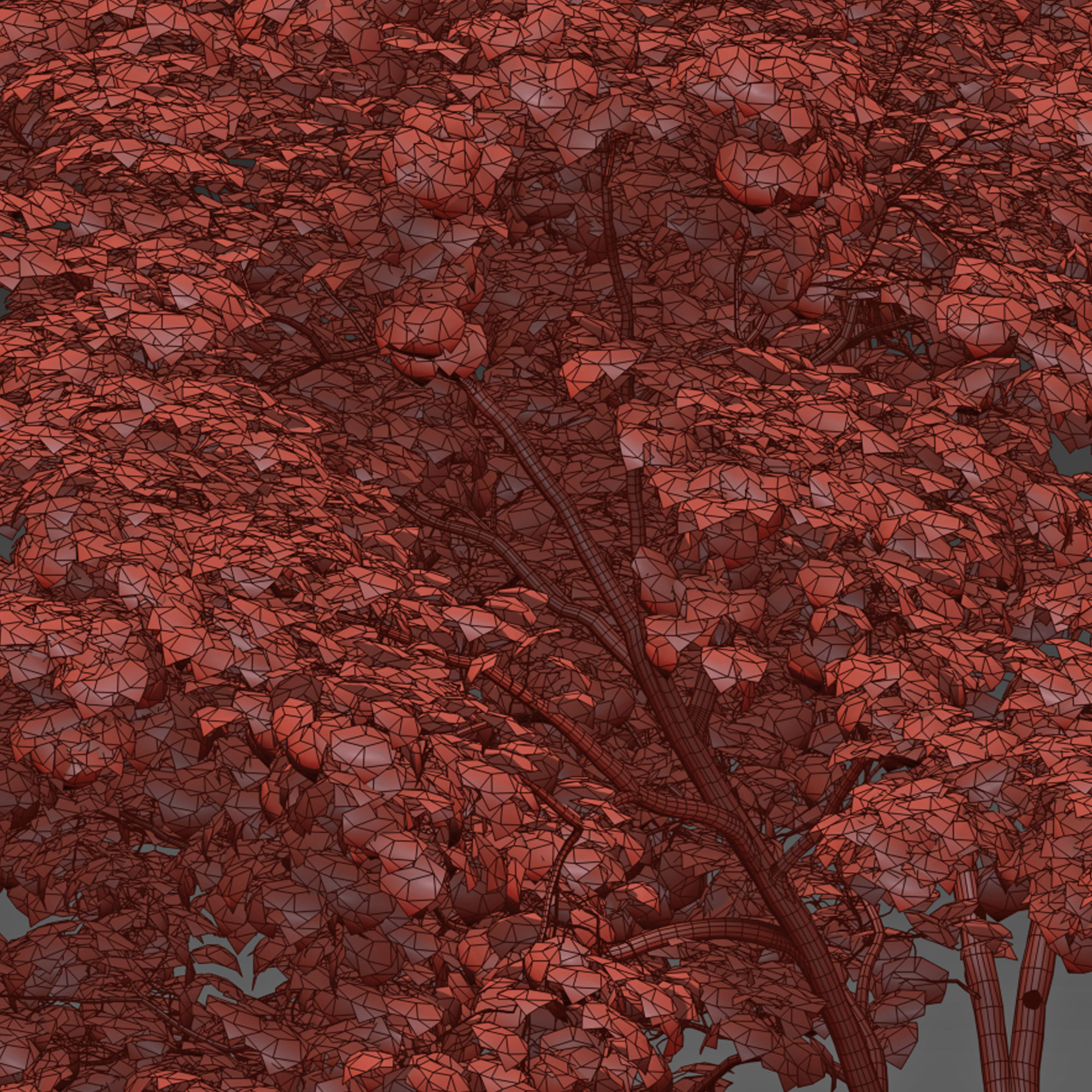 Red Alder 3D model_6