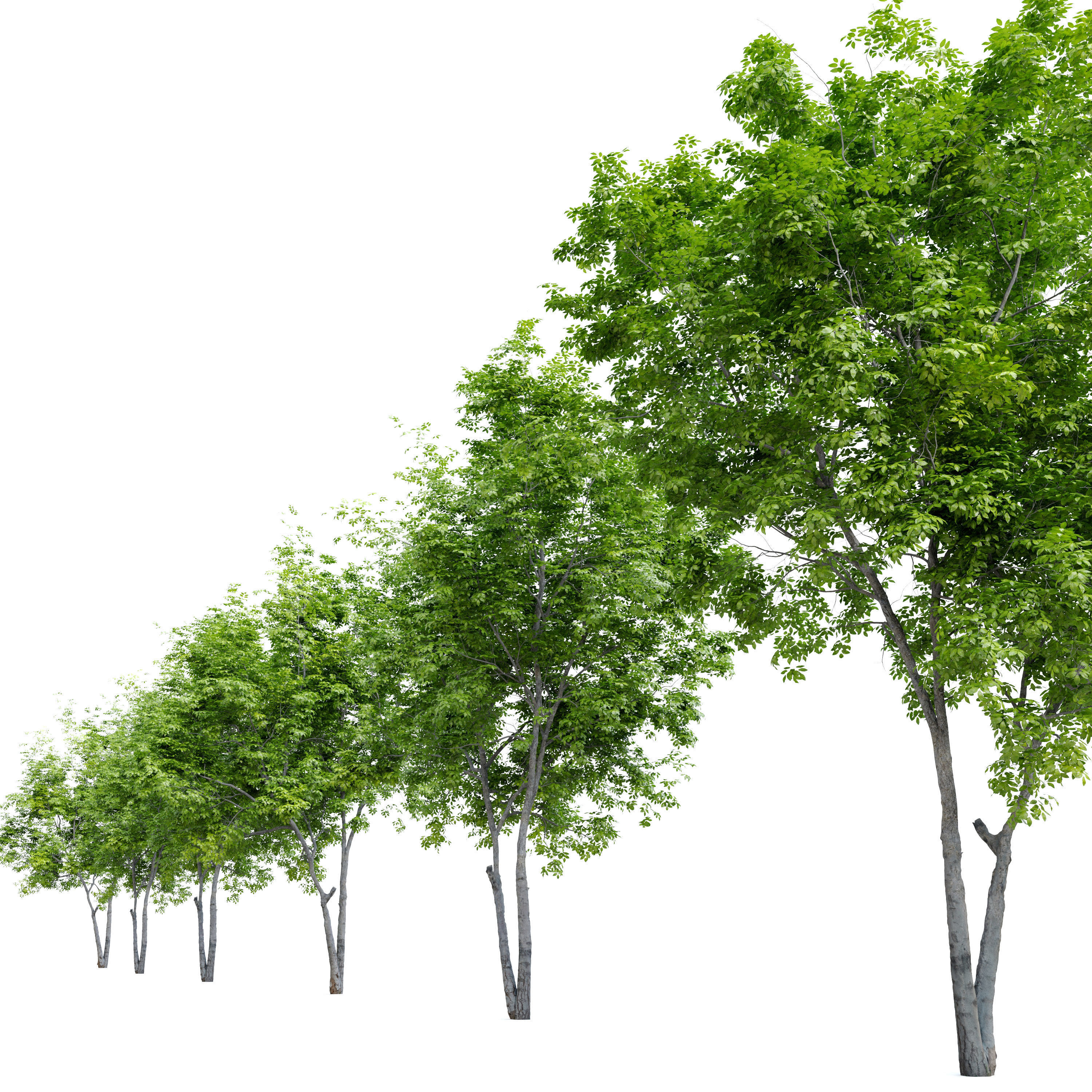 Red Alder 3D model_2