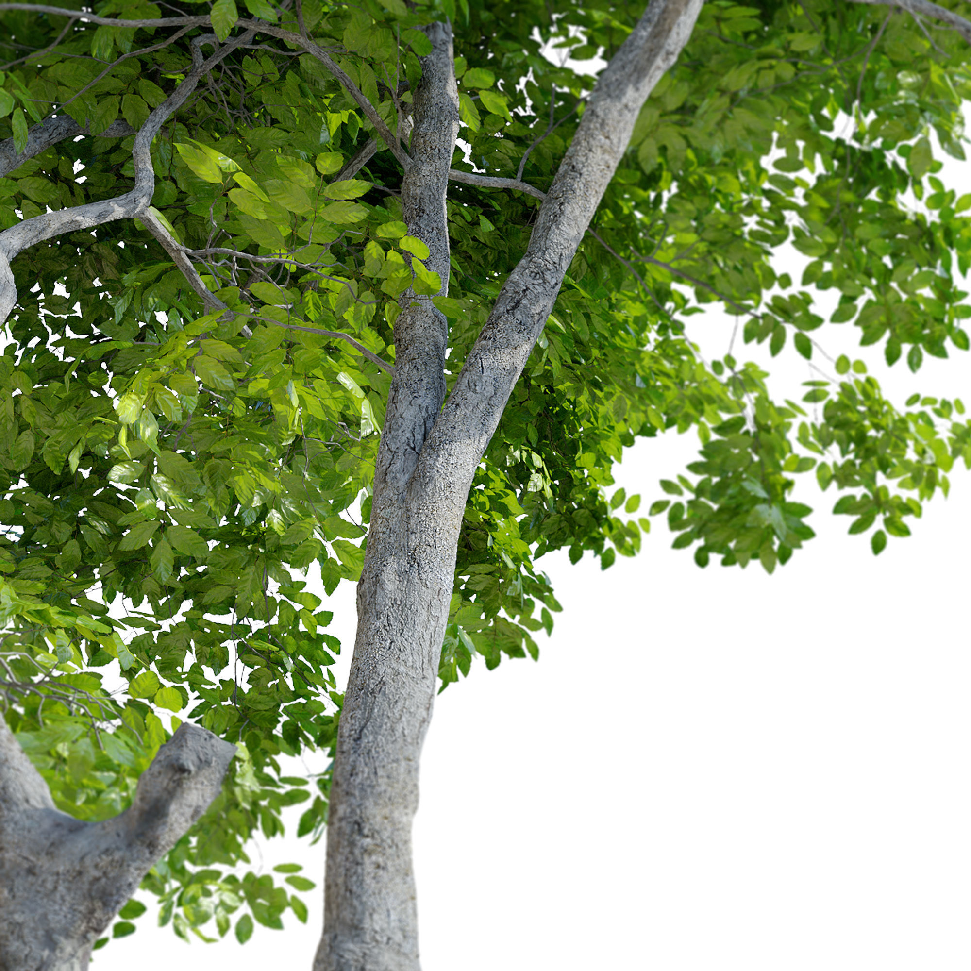 Red Alder 3D model_5
