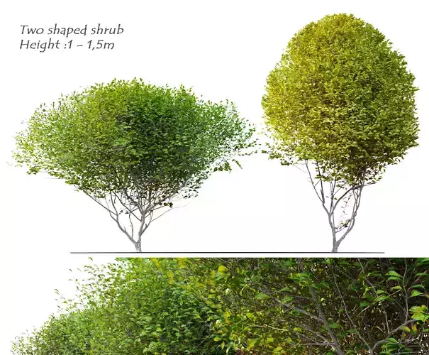 Two shaped shrub 03