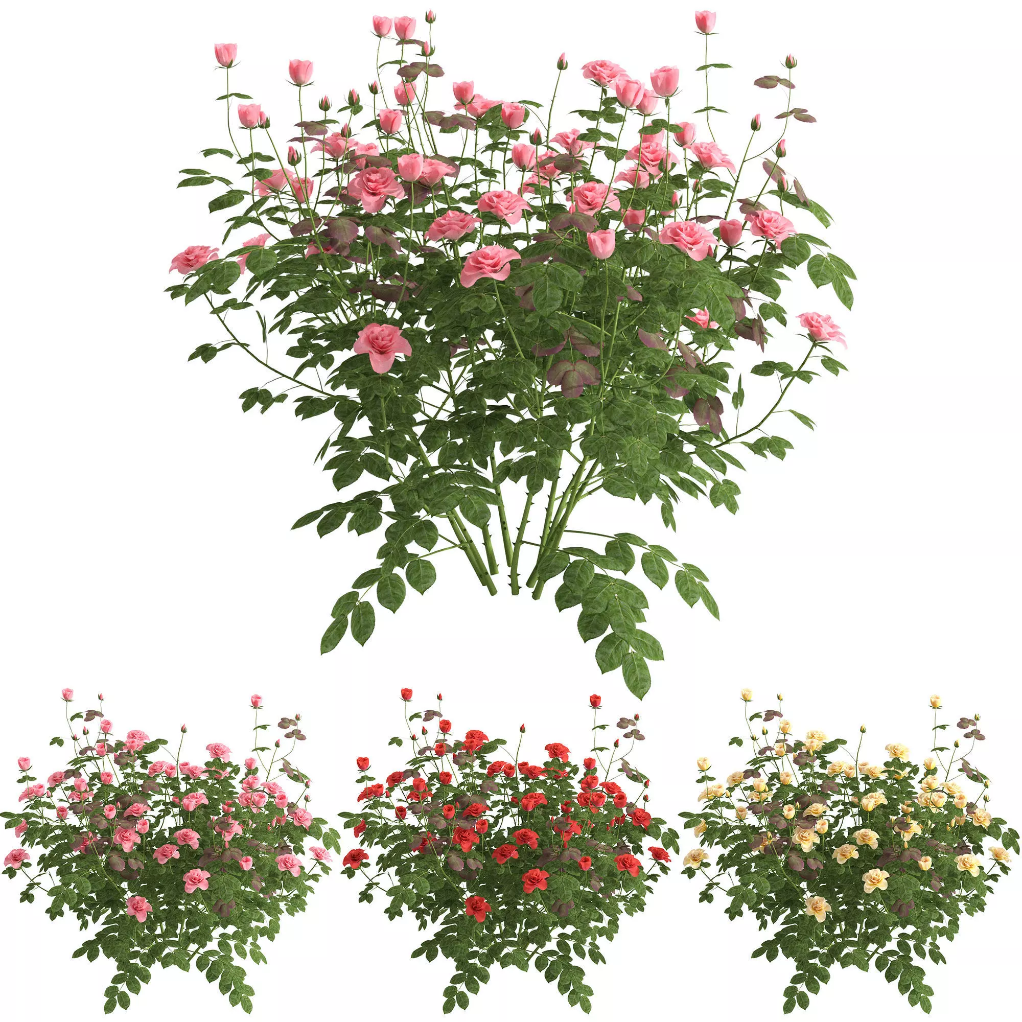 Rose plant - 03 3D model