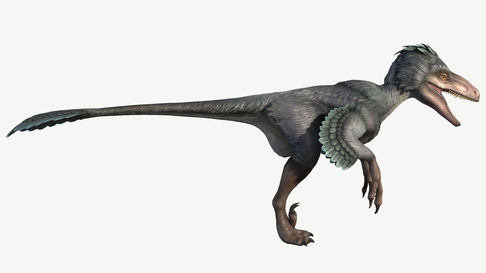 Deinonychus dinosaur Low-poly 3D model_3